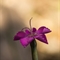 Oeillet de Grenoble (Dianthus gratianopolitanus - FRV5)