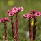  Joubarbe des montagnes (Sempervivum montanum - FRV5 )