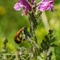 Pédiculaire Arquée (Pedicularis gyroflexa - FRV2)