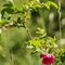 Eglantier rouge (rosa villosa - FRV1)