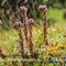 Joubarbe du calcaire ( Sempervivum calcareum - FRV2)