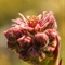 Joubarbe du calcaire ( Sempervivum calcareum - FRV4)