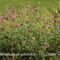 Centranthe à feuilles étroites (Centranthus angustifolius - FRV1)