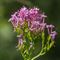 Centranthe à feuilles étroites (Centranthus angustifolius - FRV2)