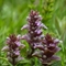 Bugle en pyramide ( Ajuga pyramidalis - FRV2 )