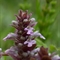 Bugle en pyramide ( Ajuga pyramidalis - FRV1)