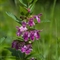 Mélitte à feuilles de mélisse (melittis melissophyllum - FRV1 )