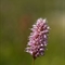 Renouée bistorte (Polygonum bistorta - FRV1)