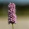 Renouée bistorte (Polygonum bistorta - FRV2)