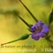 Géranium Noueux (Geranium nodosum - FRV4 )