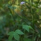 Géranium Noueux (Geranium nodosum - FRV2 )