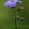 Géranium Noueux (Geranium nodosum - FRV1 )