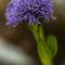 Globulaire commune (globularia bisnagarica - FBLEV1)