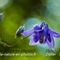 Ancolie vulgaire (Aquilegia vulgaris  - FBLEV1)