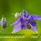 Ancolie vulgaire (Aquilegia vulgaris  - FBLEV2)