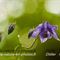 Ancolie vulgaire (Aquilegia vulgaris  - FBLEV3)