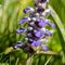 Bartsie des alpes (Bartsia alpina L. - FBLEV1 )