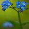 Myosotis des forêts ( Myosotis sylvatica - FBLEV2 ) 