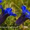 Gentiane à feuille étroite ( Gentiana angustifolia Vill. - FBLEV3 )