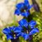 Gentiane à feuille étroite ( Gentiana angustifolia Vill. - FBLEV1 )