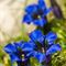 Gentiane à feuille étroite ( Gentiana angustifolia Vill. - FBLEV1 )
