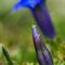 Gentiane à feuille étroite ( Gentiana angustifolia Vill. - FBLEV4 )