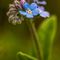 Myosotis des forêts ( Myosotis sylvatica - FBLEV3 ) 