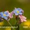 Myosotis des forêts ( Myosotis sylvatica - FBLEV4 ) 