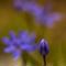 Scille à 2 feuilles (Scilla bifolia - FBLEV3 )