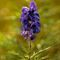 Aconit Napel ( aconitum napellus - FBLEV1)