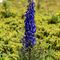 Aconit Napel ( aconitum napellus - FBLEV2)