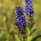 Véronique en épis (Veronica spicata - FBLEV2)