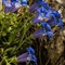 Gentiane à feuille étroite ( Gentiana angustifolia Vill. - FBLEV5 )