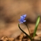 Scille à 2 feuilles (Scilla bifolia - FBLEV9 )