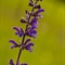 Sauge des Prés (Salvia pratensis - FBLEV4)
