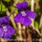  Grassette à grandes fleurs ( Pinguicula grandiflora - FBLEV10 )