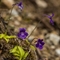  Grassette à grandes fleurs ( Pinguicula grandiflora - FBLEV9 )