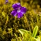  Grassette à grandes fleurs ( Pinguicula grandiflora - FBLEV8 )