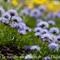 Globulaire à feuilles en coeurs ( Globularia cordifolia - FBLEV3)