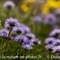 Globulaire à feuilles en coeurs ( Globularia cordifolia - FBLEV4)