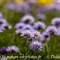 Globulaire à feuilles en coeurs ( Globularia cordifolia - FBLEV1)