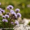 Globulaire à feuilles en coeurs ( Globularia cordifolia - FBLEV2)