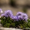 Globulaire à feuilles en coeurs ( Globularia cordifolia - FBLEV5)