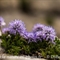 Globulaire à feuilles en coeurs ( Globularia cordifolia - FBLEV5)