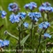 Myosotis des Alpes (Myosotis alpestris - FBLEV1)