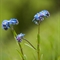 Myosotis des Alpes (Myosotis alpestris - FBLEV2)