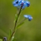 Myosotis des Alpes (Myosotis alpestris - FBLEV3)