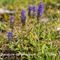 Véronique en épis (Veronica spicata - FBLEV1)