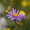 Aster des Alpes ( Aster Alpinus - FBLEV1)