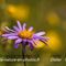 Aster des Alpes ( Aster Alpinus - FBLEV2)